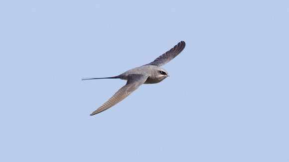 Crested treeswift (Hemiprocne coronata)