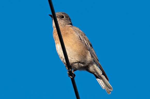 Western Bluebird (Sialia mexicana)