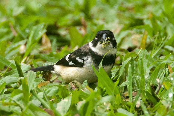 White-collared Seedeater (Sporophila torqueola) male