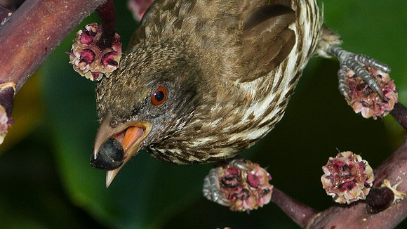 Palmchat (Dulus dominicus)