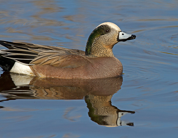 American Wigeon (Anas americana) male