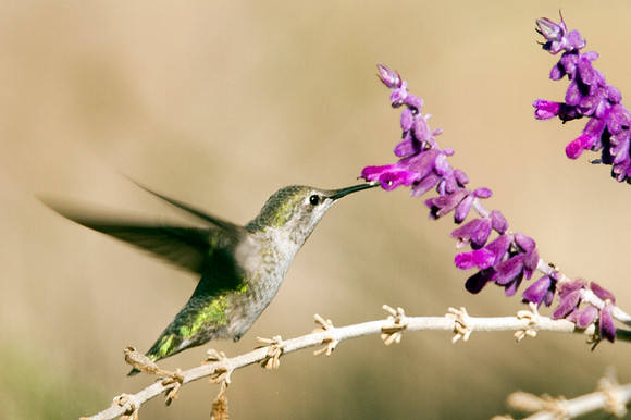 Anna's Hummingbird (Calypte anna)
