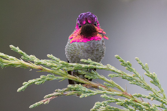 Anna's Hummingbird (Calypte anna)