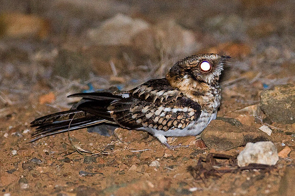 White-tailed Nightjar (Caprimulgus cayennensis)