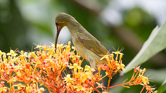 Yellow-eared Spiderhunter (Arachnothera chrysogenys)