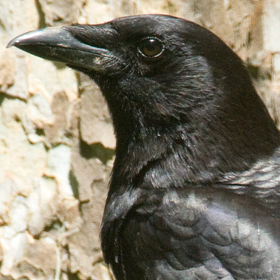 American Crow (Corvus brachyrhynchos)