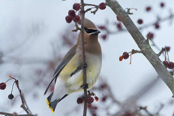 Cedar Waxwing (Bombycilla cedrorum)