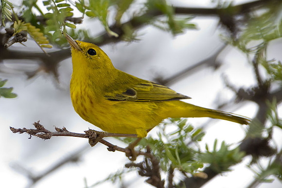 Yellow Warbler (Dendroica petechia)