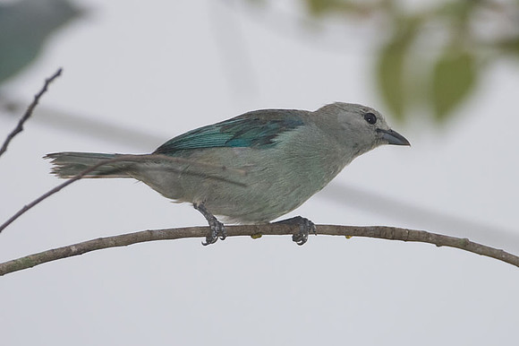 Blue-grey Tanager (Thraupis episcopus)