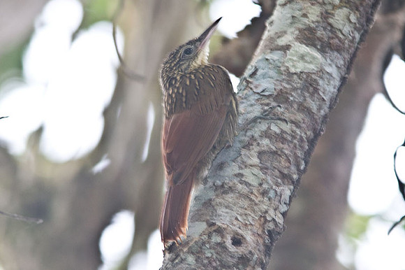 Ivory-billed Woodcreeper (Xiphorhynchus flavigaster)