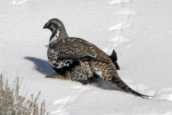 Sage Grouse (Centrocercus urophasianus)
