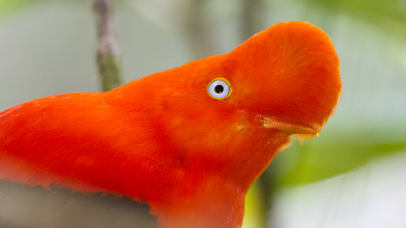 Andean Cock-of-the-rock (Rupicola peruvianus)