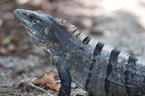 Spiny-tailed Iguana (Ctenosaura similis)