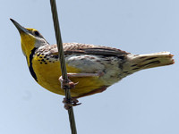 Western Meadowlark (Sturnella neglecta)