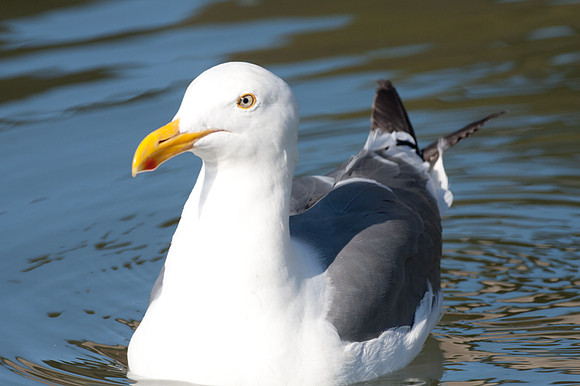 Western Gull (Larus occidentalis)
