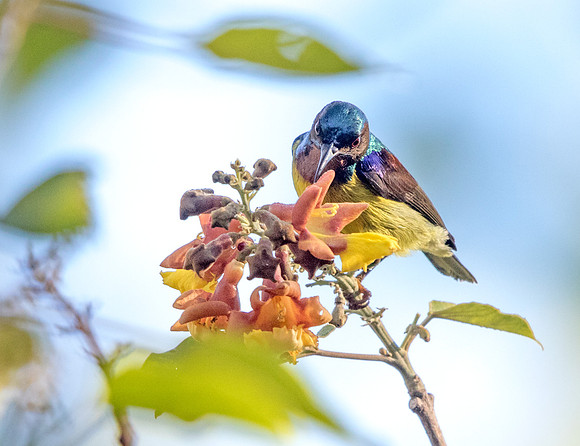 Brown-throated sunbird (Anthreptes malacensis) Male