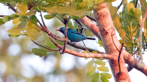 Blue Dacnis (Dacnis cayana)