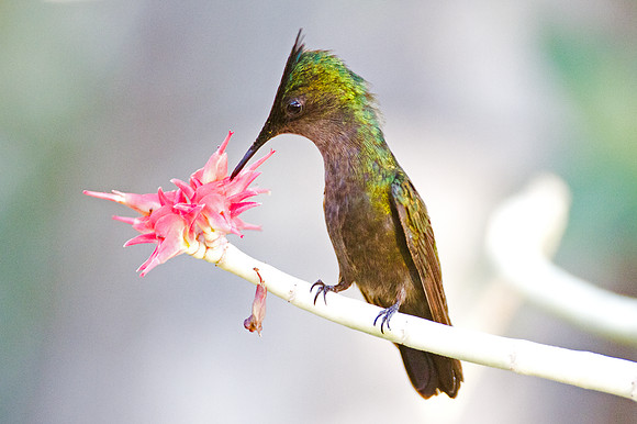 Antillean Crested Hummingbird (Orthorhyncus cristatus)