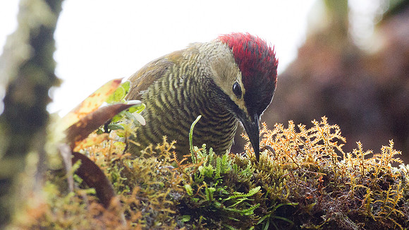 Golden-olive Woodpecker (Colaptes rubiginosus)