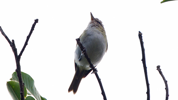 Red-eyed Vireo (Vireo olivaceus)