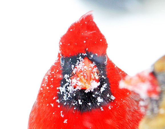 Northern Cardinal (Cardinalis cardinalis) male; also known as Common Cardinal