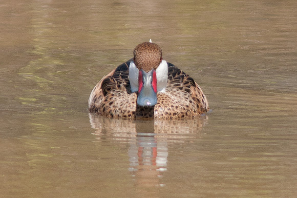 White-cheeked Pintail (Anas bahamensis)
