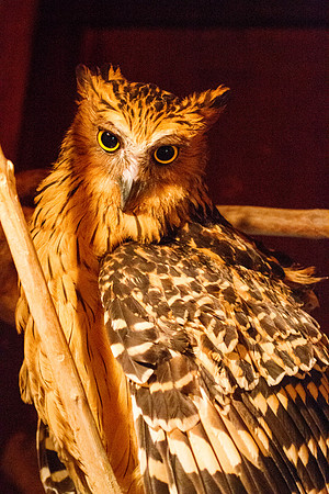 Buffy fish owl (Bubo ketupu)