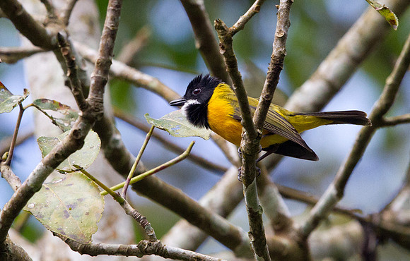 Rusty-breasted whistler (Pachycephala fulvotincta)