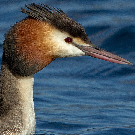 Great crested grebe (Podiceps cristatus)