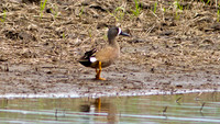 Blue-winged Teal (Anas discors) male
