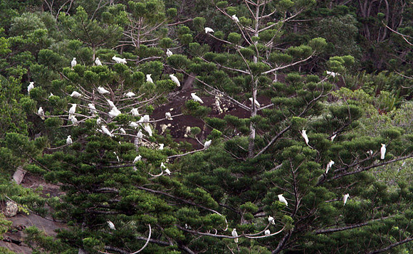 Sulphur-crested Cockatoo (Cacatua galerita)