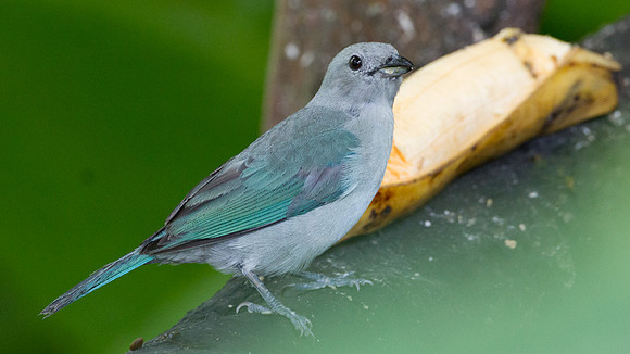 Blue-grey Tanager (Thraupis episcopus)