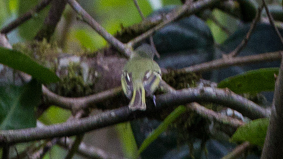 Marble-faced Bristle-tyrant (Phylloscartes ophthalmicus)
