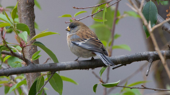 Band-tailed Seedeater (Catamenia analis) - male