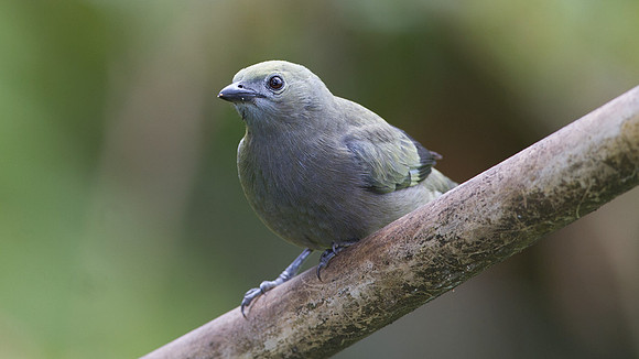 Palm Tanager (Thraupis palmarum)