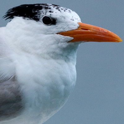 Royal Tern (Thalasseus maximus)
