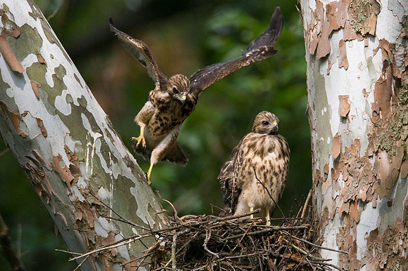 Red-shouldered Hawk (Buteo lineatus) juvenile