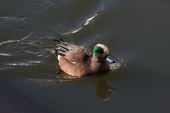American Wigeon (Anas americana) male; also known as American Widgeon, Baldpate