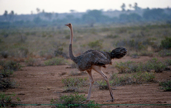 Common Ostrich (Struthio camelus)