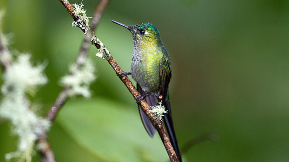 Long-tailed Sylph (Aglaiocercus kingi)