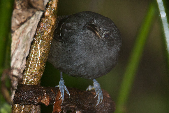 Slaty Antwren (Myrmotherula schisticolor)