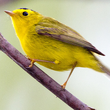 Wilson's Warbler (Wilsonia pusilla)