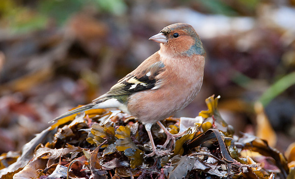 Chaffinch (Fringilla coelebs) male