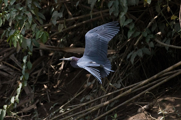Little Blue Heron (Egretta caerulea)