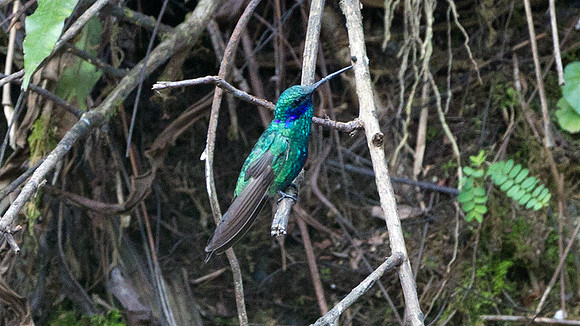 Sparkling Violetear (Colibri coruscans)
