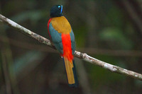Scarlet-rumped Trogon (Harpactes duvaucelii) male