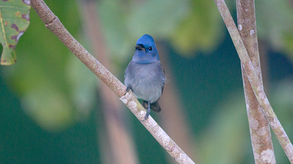 Black-naped Monarch (Hypothymis azurea)