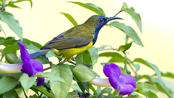Olive-backed sunbird (Cinnyris jugularis)