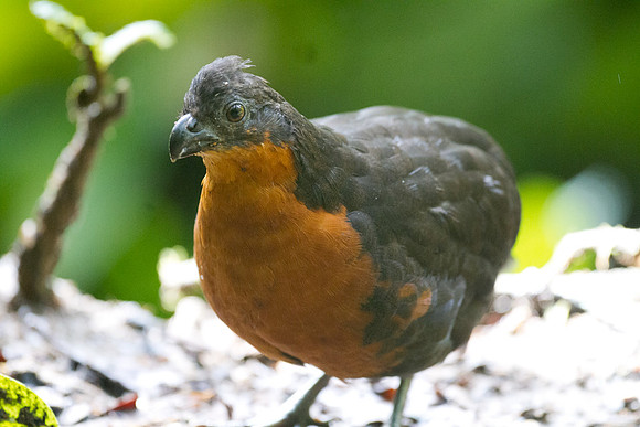 Dark-backed Wood Quail (Odontophorus melanonotus)