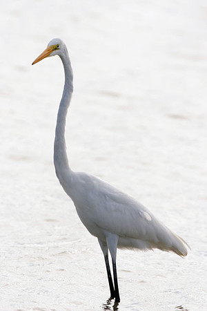 Great Egret (Ardea alba) also known as Great White Egret or Common Egret